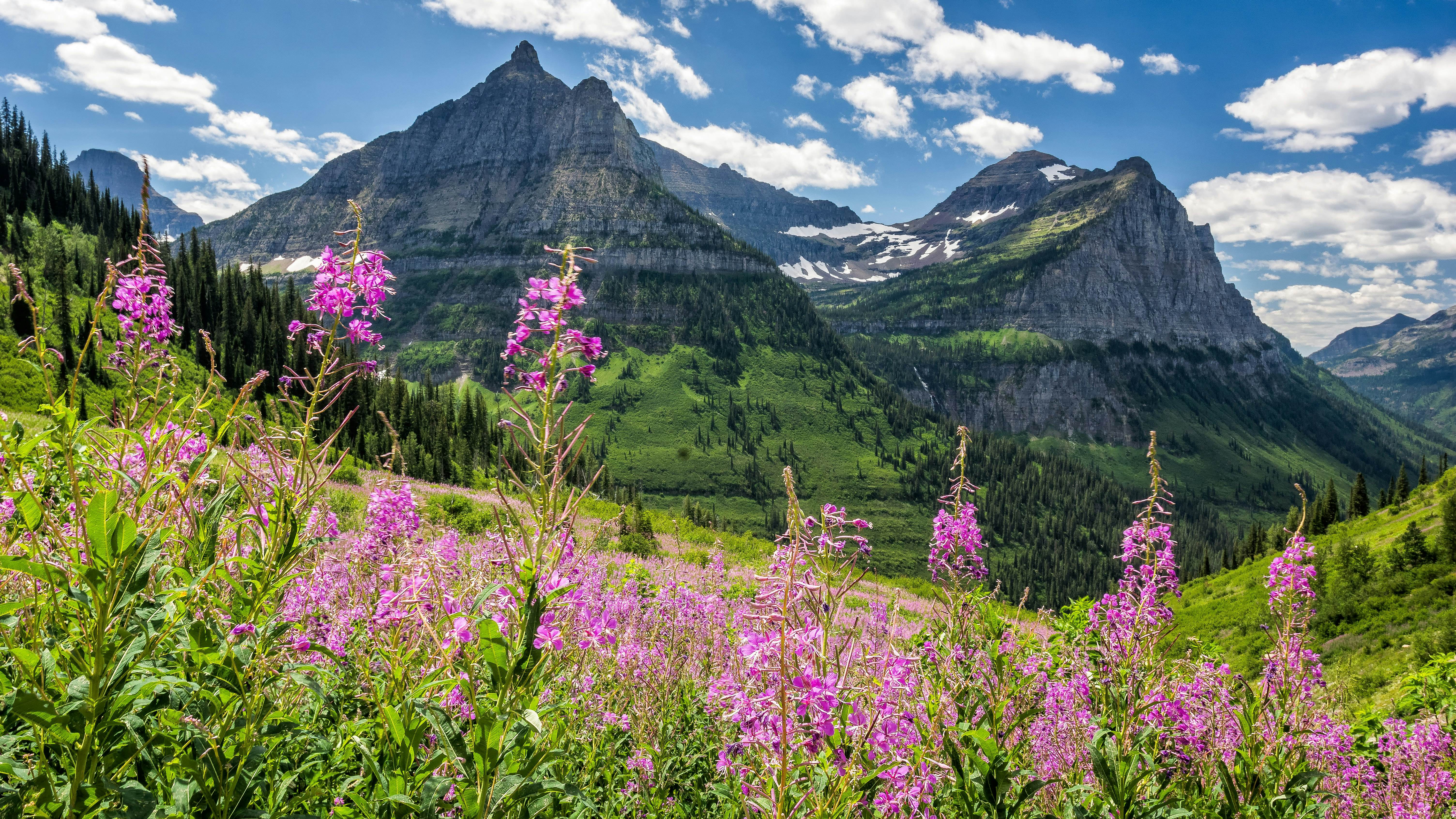 The top 5 national parks to see wildflowers in the US Lonely